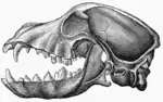 Image 26Lateral view of a dog skull - jaws open (from Dog anatomy)