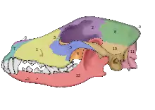 Image 55Lateral view of a dog skull (from Dog anatomy)