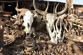 Skulls for Vodou rituals
