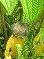 Nest of slaty flowerpiercer in Chiriqui Mountains, Panama
