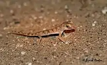 Slevin’s sand gecko (Stenodactylus slevini) from United Arab Emirates