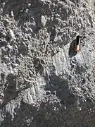 Slickensides developed on the surface of a small fault in quartzite in the Alpujarras