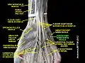 Flexor digiti minimi brevis muscle