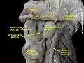 Facial artery