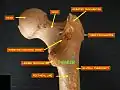 Femoral neck. Posterior view.