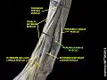 Fibularis brevis muscle