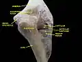 Elbow joint. Deep dissection. Posterior view.
