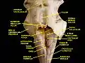 Fourth ventricle. Posterior view. Deep dissection.