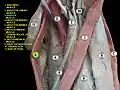 Gracilis muscle