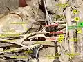 Cervical spinal nerve 6