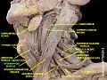 Sternohyoid muscle