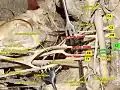Cervical spinal nerve 7
