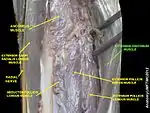 Extensor digitorum muscle