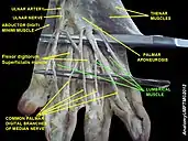Lumbricals muscle