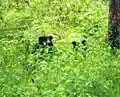Sloth bear pair, BRT WLS Chamarajanagar