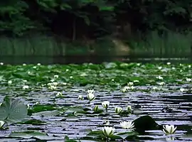 Water lilies on the Small Lake, Dognecea