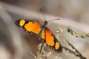 Male A. s. serenaGambia