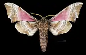 Smerinthus ocellata atlanticus ♂ △