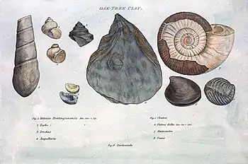 Image 6Illustration from William Smith's Strata by Organized Fossils (1817) (from History of paleontology)