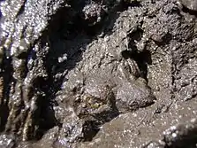 photo of a turtle climbing out of mud