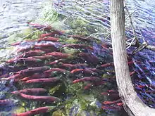Spawning sockeye salmon