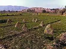 Image 29Songbirds in cages at a farm in Nangarhar Province, used for the pleasure of the site's farmers (from Culture of Afghanistan)