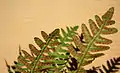Close up of the underside of a fertile frond of Polypodium virginianum