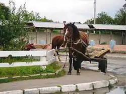 Main Street and square in Sosnove