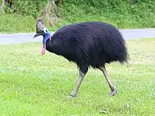 The southern cassowary, is the largest oceanian bird weighing up to 85 kg (187 lb).