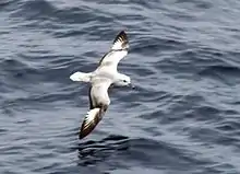 Southern fulmar in Drake's Passage.