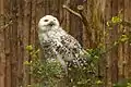 Snowy owl