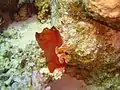 Spanish dancer in daylight, Dahab