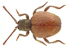 Sphaericus gibbioides