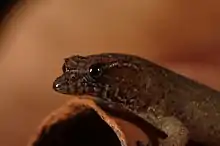 Close-up left profile of a Virgin Islands dwarf sphaero