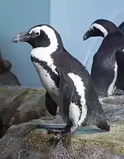 A penguin poses sideways, looking at the camera