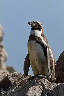 Humboldt penguin, native to Chile and Peru