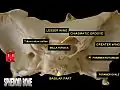 Sphenoid bone superior view