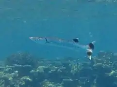 Great barracuda (Sphyraena barracuda)