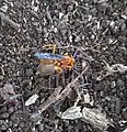 A spider wasp feeding on a spider in Nairobi, Kenya.