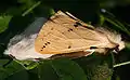 Pair of buff ermine moths