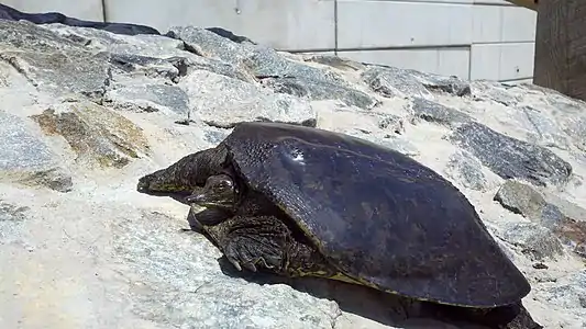 A spiny softshell turtle basking in the sun