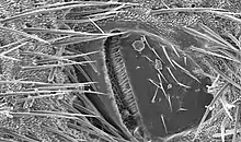 Image 3Scanning electron micrograph of a cricket spiracle valve (from Respiratory system of insects)