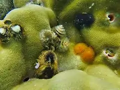 Christmas tree worms (Spirobranchus giganteus) in a Porites.