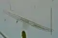 Spirostomum teres still