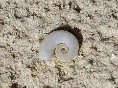 Empty shell of Spirula spirula