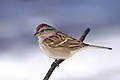 American tree sparrow (Spizelloides arborea)