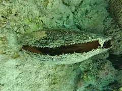 Pinna sp.