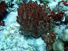 Unidentified sponge.