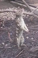 A tiger quoll standing on hind legs, at a wildlife sanctuary area at Queens Park, Ipswich, Queensland, Australia