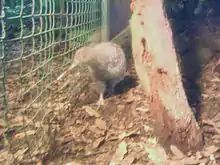 Bird in zoo enclosure